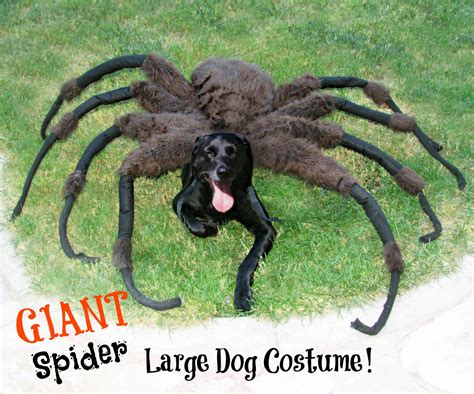 spider costume for dog